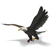 PurigeN98 Sales Eagle